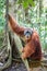 Wild Orangutan looking