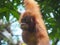 Wild orangutan in Malaysia, wildlife shot