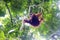 Wild orangutan in sumatra`s jungle