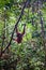 Wild orangutang in Sepilok nature reserve in Sabah, Borneo, Malaysia