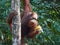 Wild Orangutans in Sarawak Province, Malaysian Borneo