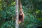 Wild Orangutans in Sarawak Province, Malaysian Borneo