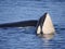 Wild orcas or killer whales in Nemuro strait, Hokkaido, Japan