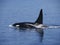 Wild orcas or killer whales in Nemuro strait, Hokkaido, Japan