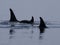 Wild orcas or killer whales in Nemuro strait, Hokkaido, Japan