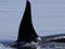 Wild orcas or killer whales in Nemuro strait, Hokkaido, Japan