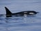 Wild orcas or killer whales in Nemuro strait, Hokkaido, Japan