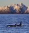 Wild orcas, Vestfjord, Lofoten, Norway