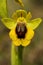 Wild orchid called Yellow Ophrys, Ophrys lutea