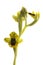 Wild orchid called Yellow Ophrys Ophrys lutea