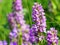 Wild orchid (Dactylorhiza maculata)