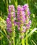 Wild orchid (Dactylorhiza maculata)