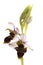 Wild orchid from  Europe, Bee orchids, Ophrys scolopax, white background