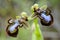 Wild orchid from  Europe, Ophrys speculum