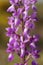 Wild orchid from Europe, Purple Orchid Orchis mascula