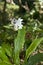 Wild orchid flower bloom on forest land