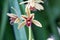 Wild orchid flower blooming, Cymbidium aloifolium