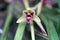 Wild orchid flower blooming, Cymbidium aloifolium