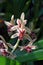 Wild orchid flower blooming, Cymbidium aloifolium