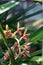 Wild orchid flower blooming, Cymbidium aloifolium