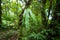 Wild orchid flower growing in deep mossy tropical rain forest