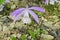 Wild orchid flower of Taiwan Pleione