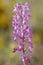 Wild orchid fromEurope, Purple Orchid Orchis mascula