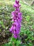 Wild orchid in Germany in spring