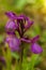 Wild Orchid hybrid - Anacamptis x gennarii
