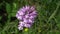 Wild orchid (Orchis tridentata), meadow