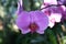 Wild orchid Phalaenopsis , Plantation Beau \'Diane\'