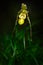 Wild orchid Phragmipedium pearcei in the dark tropic forest. Beautiful yellow orchid in the nature habitat. Flower from Peru