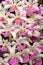 Wild orchid Rhynchostylis gigantea from northern Thailand and Burma. Pink and white flower, nature habitat. Beautiful orchid bloom