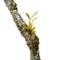 Wild orchid seedling growing on tree
