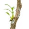 Wild orchid seedling growing on tree