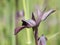 Wild orchid serapias lingua head