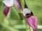 Wild orchid serapias lingua langue