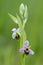 Wild orchid from southern , Bee orchids, Ophrys  scolopax