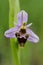 Wild orchid from southern Western Europe, Bee orchids, Ophrys  scolopax