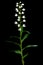 Wild orchid Sword-leaved Helleborine