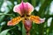 Wild orchid type Paphiopedilum