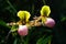 Wild orchid type Paphiopedilum