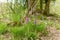 Wild orchids along a forest walk path in the French countryside in spring