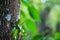 wild orchids grow attached to pine bark in rainforest.