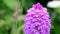 Wild Orchids - Pyramidal Orchid, Anacamptis pyramidalis