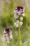 Wild orchids of Sweden