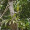 Wild orchids in tropical forest