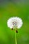 Wild Organic Dandelion Salad