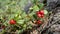 Wild organic lingonberry or Vaccinium vitis-idaea in forest. Close-up of lingonberry or cowberry plant, with several
