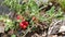 Wild organic lingonberry or Vaccinium vitis-idaea in forest. Close-up of lingonberry or cowberry plant, with several